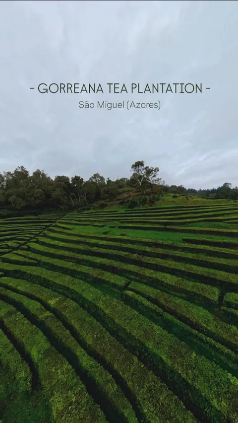 Curved terraced rows of the Gorreana tea plantation, São Miguel, Azores