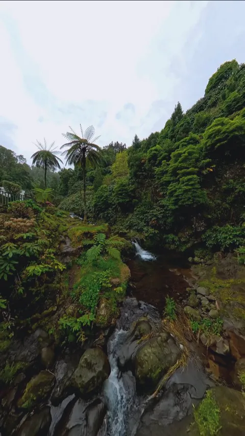 A stream falling through a densely overgrown green ravine, Azores